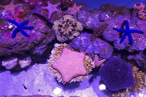 Cairns Aquarium Admission Ticket - Accommodation Sunshine Coast 5
