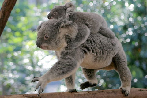 Lone Pine Koala Sanctuary Admission With Brisbane River Cruise - Accommodation Sunshine Coast 0