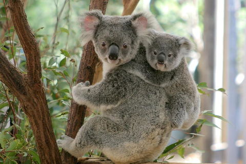Lone Pine Koala Sanctuary Admission With Brisbane River Cruise - Accommodation Sunshine Coast 3