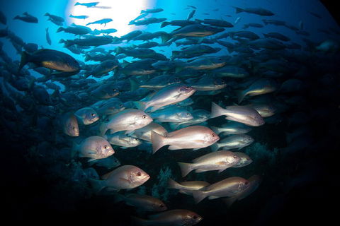 Scuba Dive The S.S. Yongala Wreck On The Great Barrier Reef. - Accommodation Sunshine Coast 4